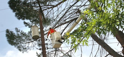 Tree Trimming